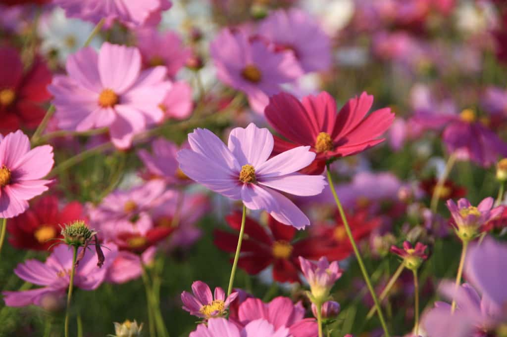 Certaines plantes annuelles comme le cosmos sont rustiques, leurs graines pouvant endurer le gel en attendant les beaux jours. © aiki, Flickr